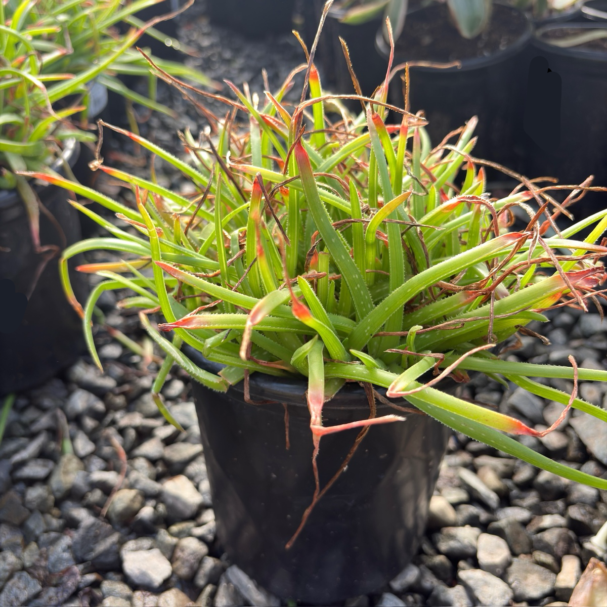 Johnson's Hybrid Aloe