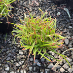 Johnson's Hybrid Aloe