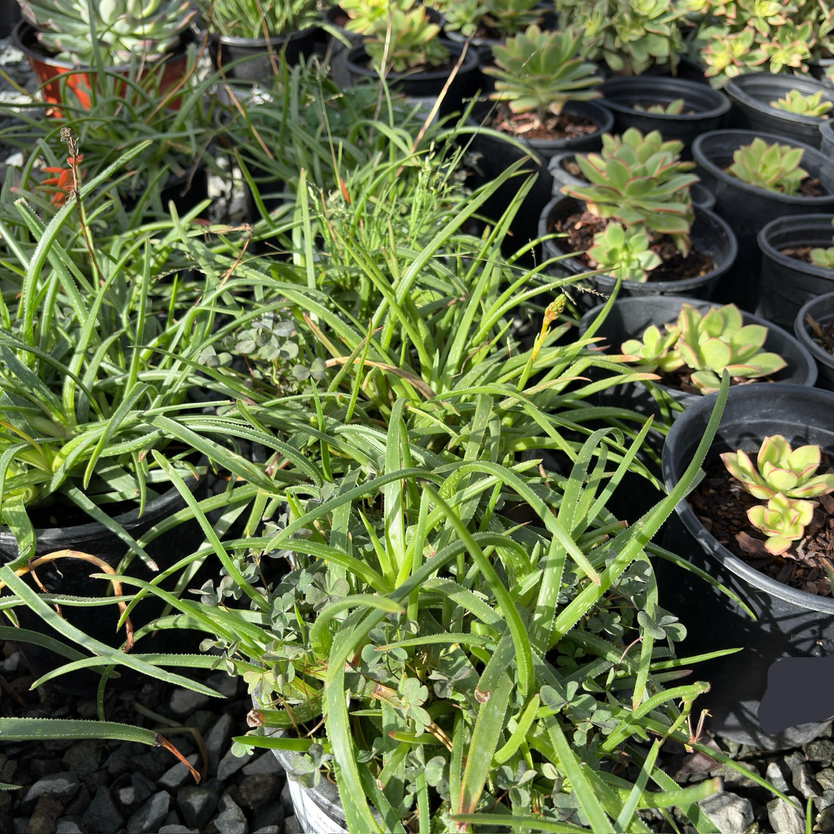 Johnson's Hybrid Aloe