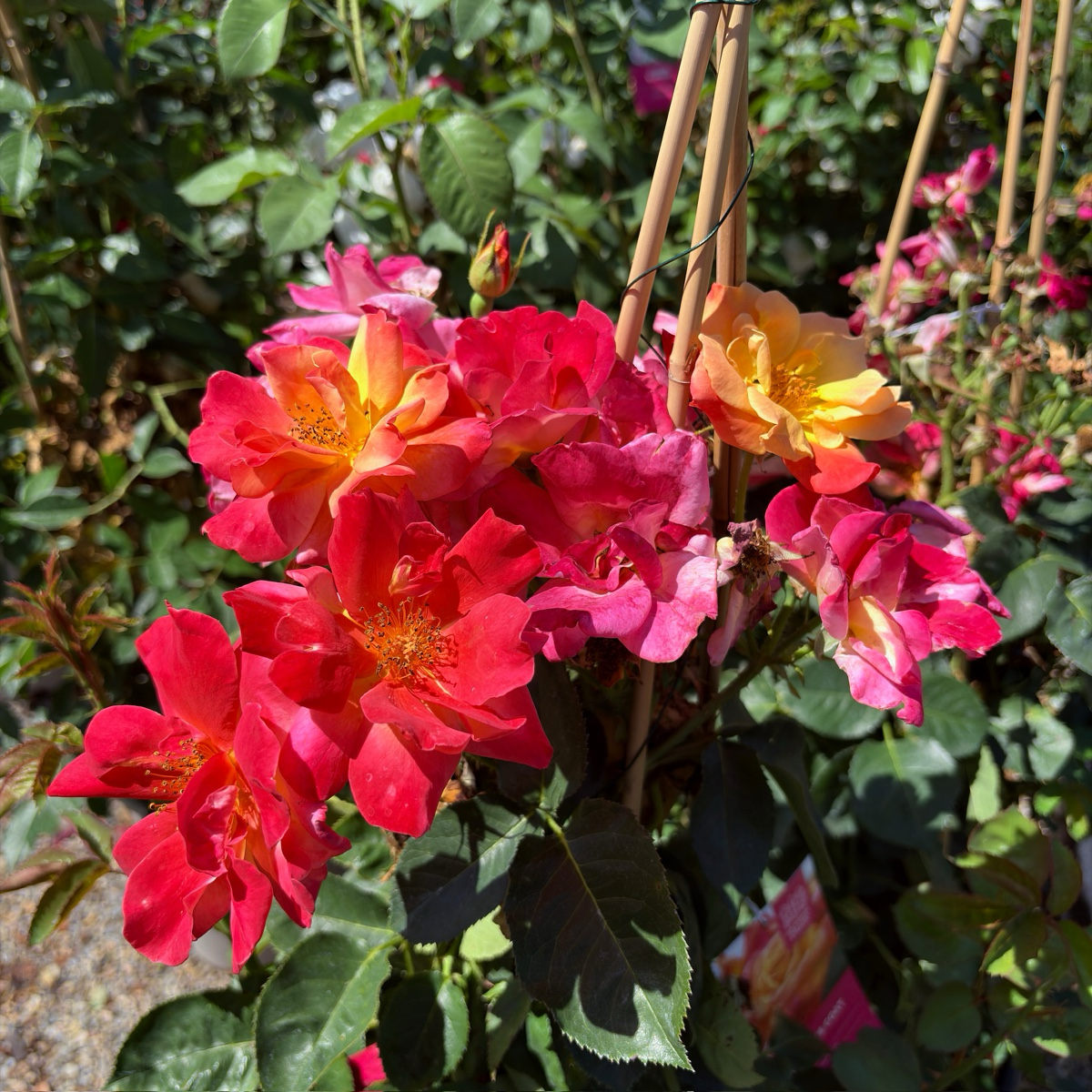 Joseph's Coat Climbing Rose