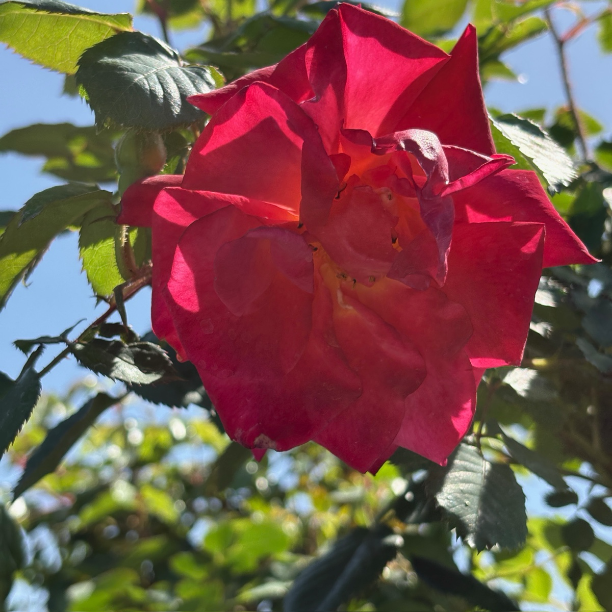 Joseph's Coat Climbing Rose