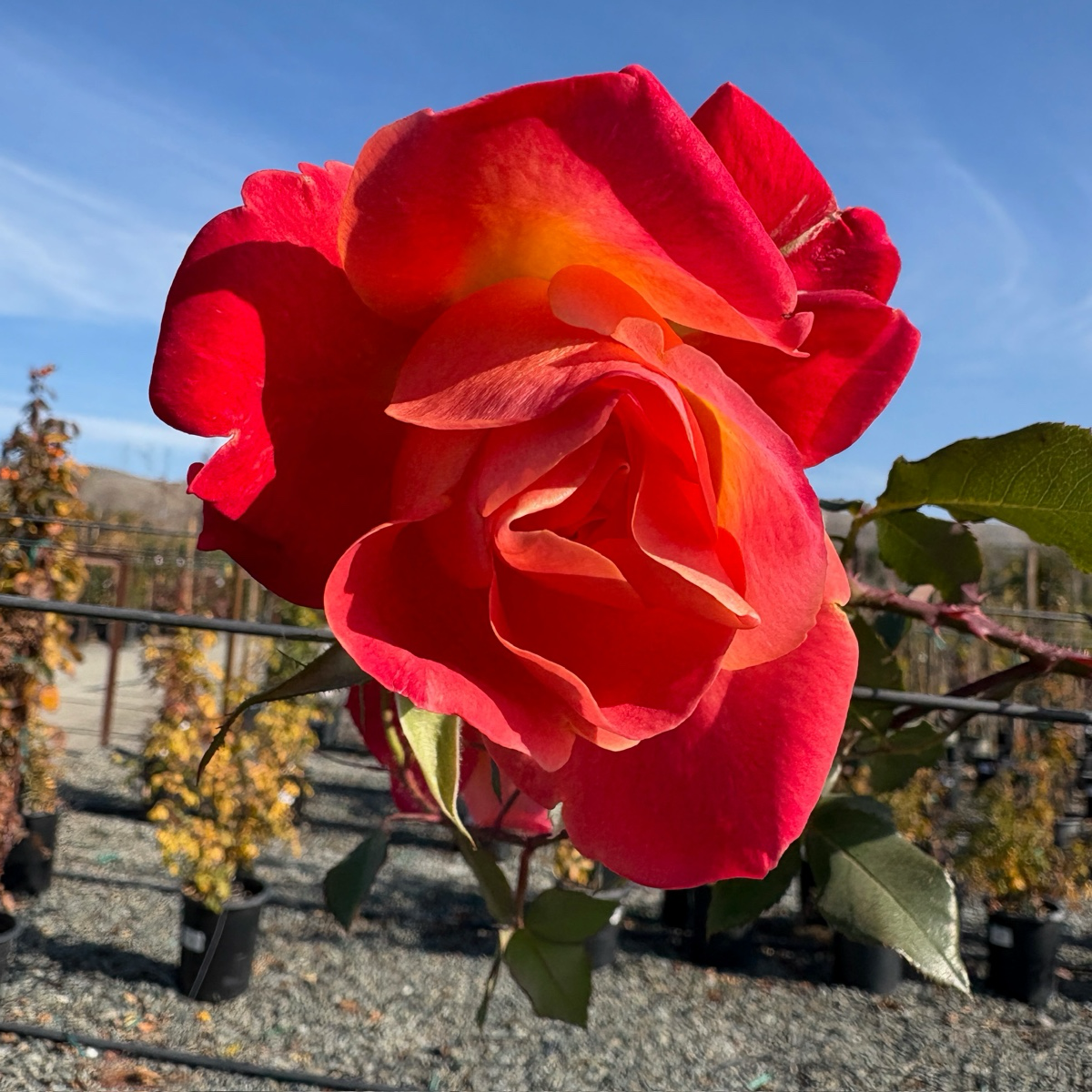 Joseph's Coat Climbing Rose