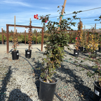 Joseph's Coat Climbing Rose