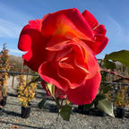 Joseph's Coat Climbing Rose