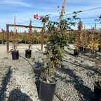 Joseph's Coat Climbing Rose