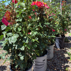 Joseph's Coat Climbing Rose