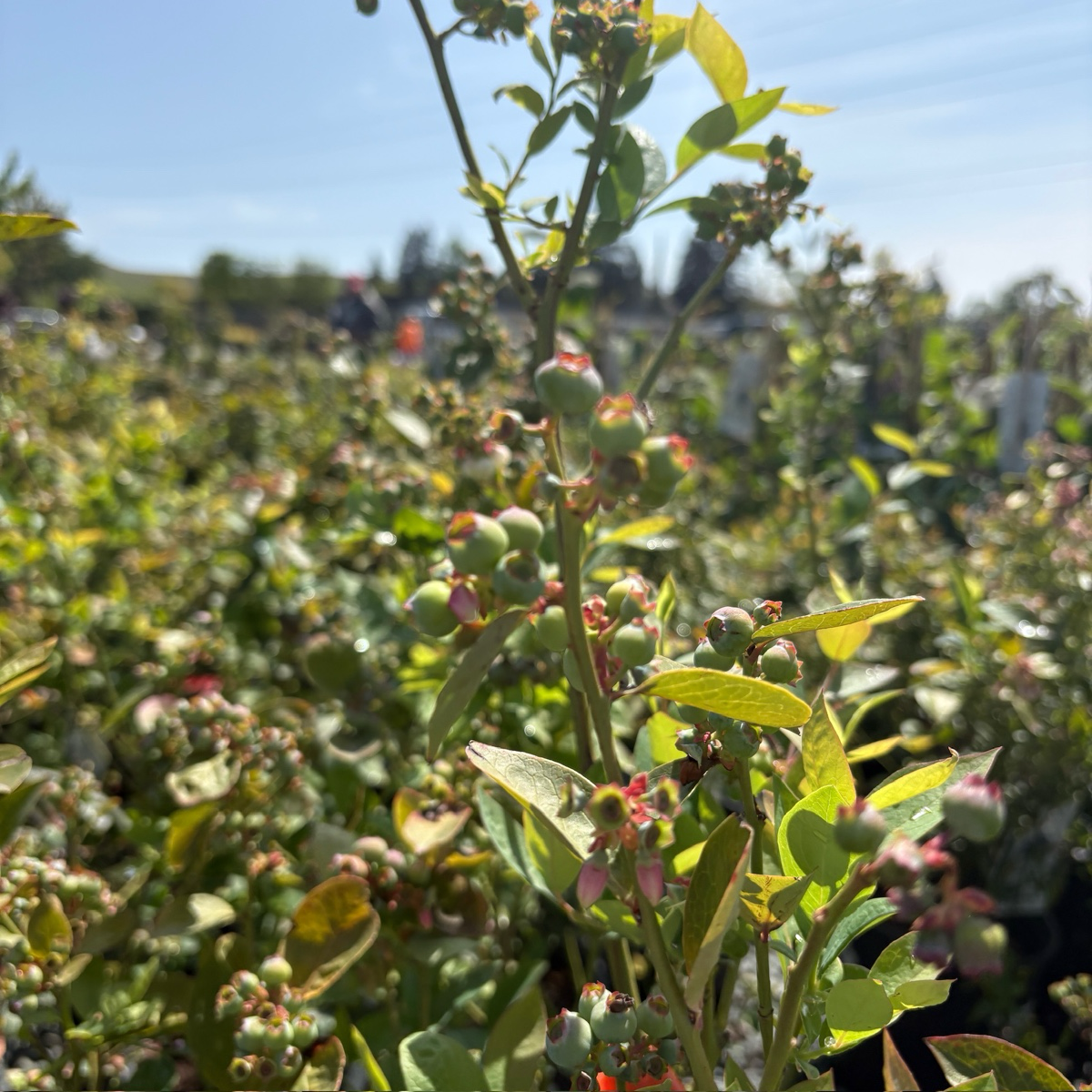 Shouthern Highbush plants with berries in an outdoor field under a clear blue sky.