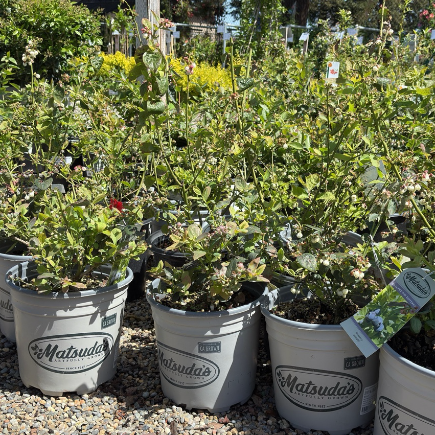 potted blueberry plants for sale Jubilee Blueberry