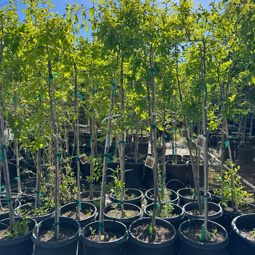 GA866 Jujube Tree | Sweet Crisp Chinese Date Fruit – Victory Nursery