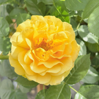 Julia Child Floribunda Rose