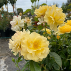 Julia Child Floribunda Rose