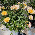 Julia Child Floribunda Rose