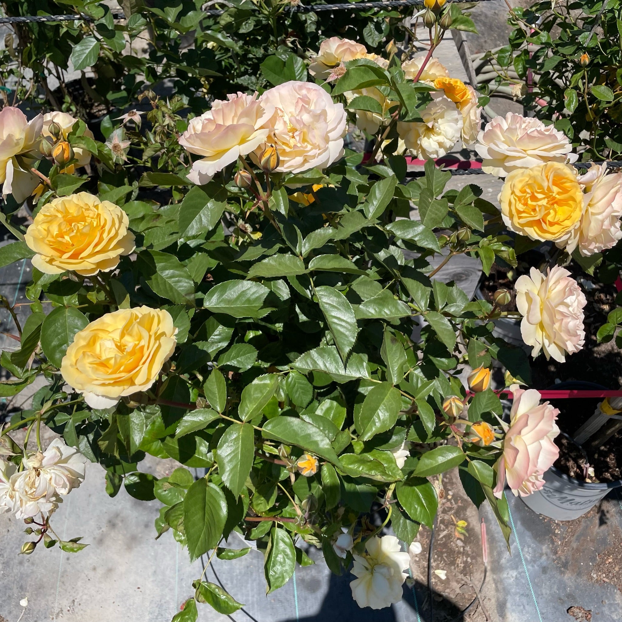 Julia Child Floribunda Rose
