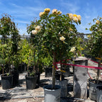 Julia Child Floribunda Rose