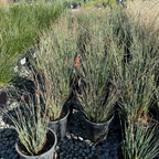 Potted California Gray Rush with thin green stems and small red flowers on a gravel surface.