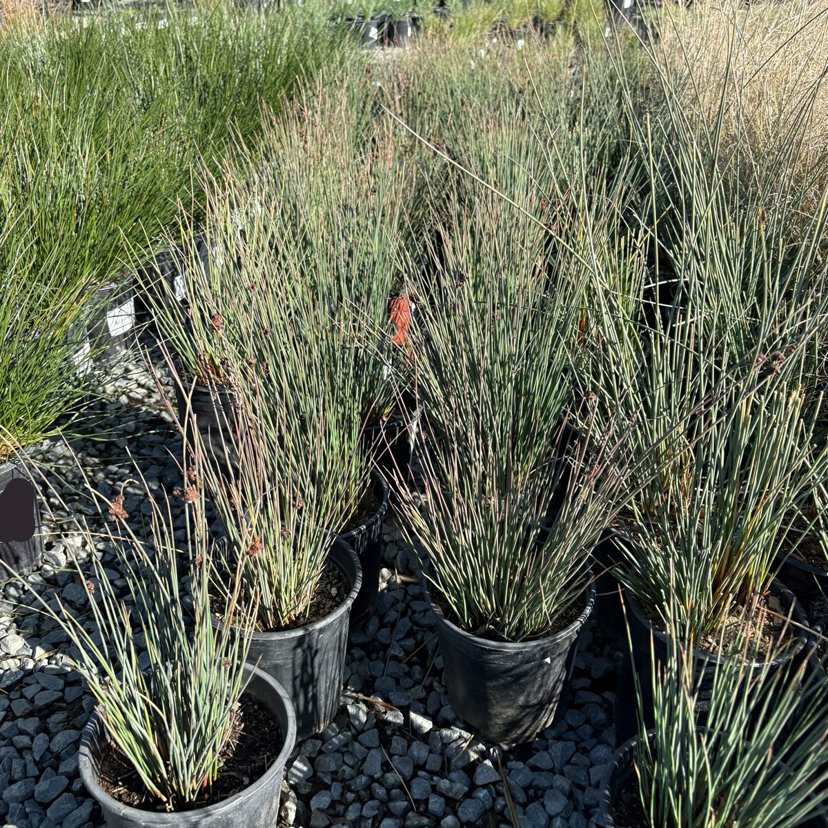 Potted California Gray Rush with thin green stems and small red flowers on a gravel surface.