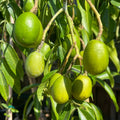 June Plum hanging from a tree with leaves