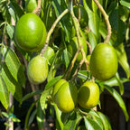 June Plum hanging from a tree with leaves