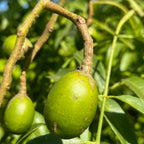 Ambarella Green fruits on a tree branch with leaves in the background