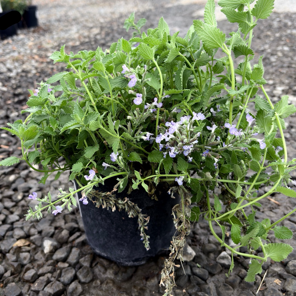 Junior Walker Catmint