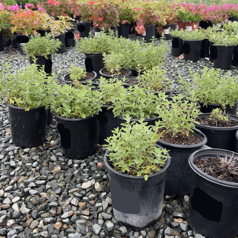 Junior Walker Catmint
