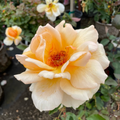 Just Joey Hybrid Tea Rose