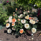 Just Joey Hybrid Tea Rose