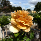 Just Joey Hybrid Tea Rose