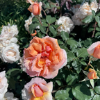 Just Joey Hybrid Tea Rose