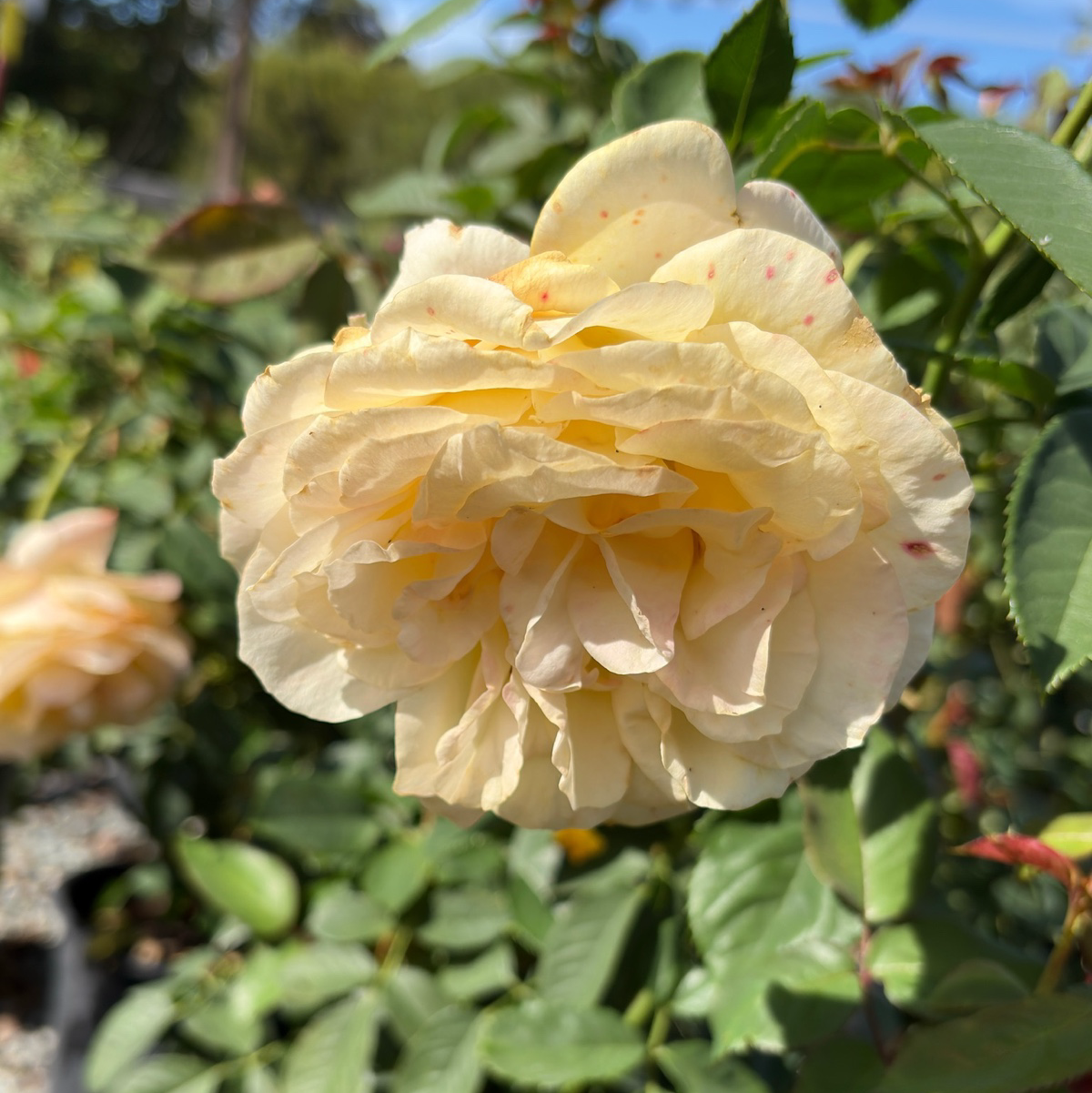 Just Joey Hybrid Tea Rose