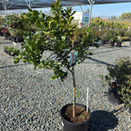 Kaffir Lime