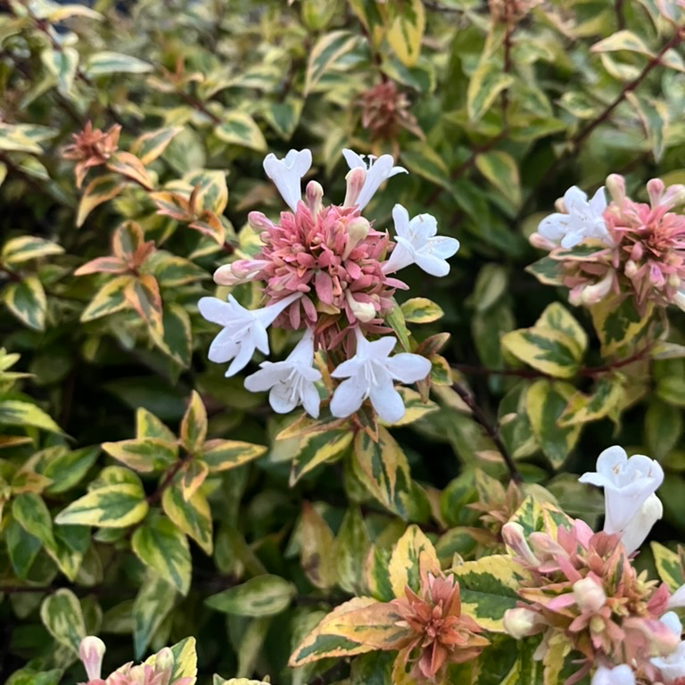 Kaleidoscope Glossy Abelia