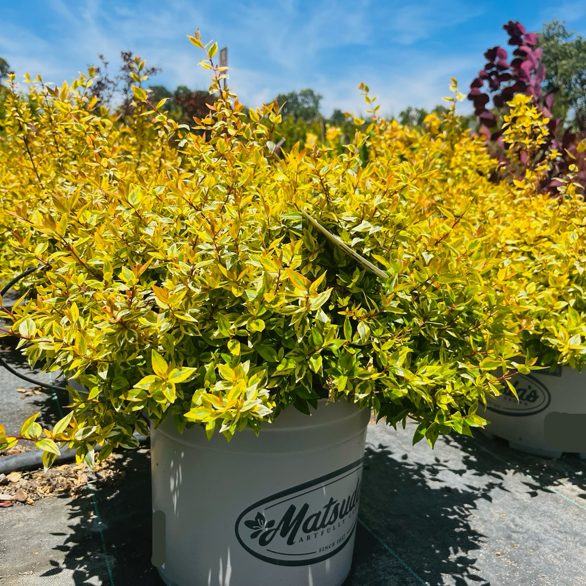 Kaleidoscope Glossy Abelia