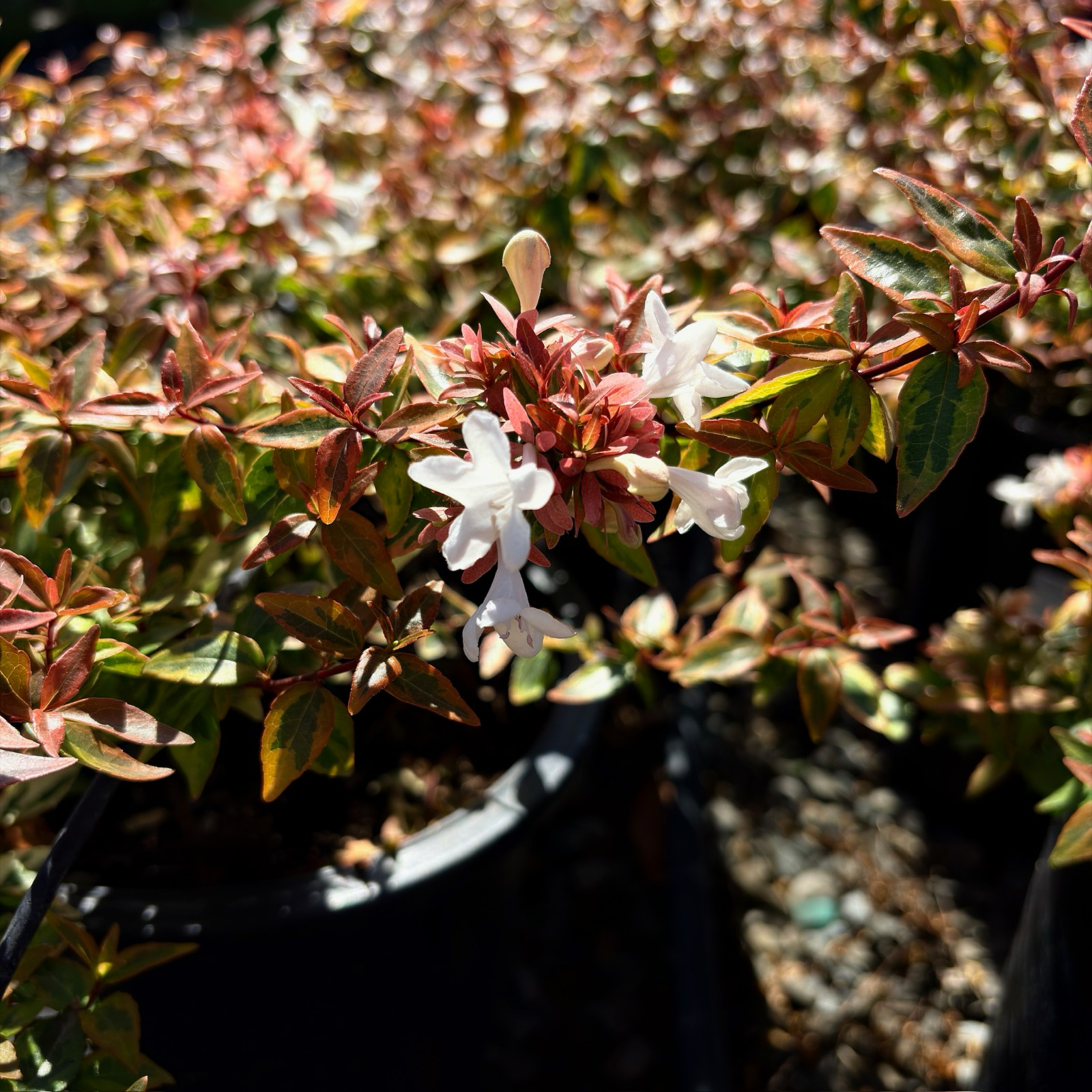 Kaleidoscope Glossy Abelia