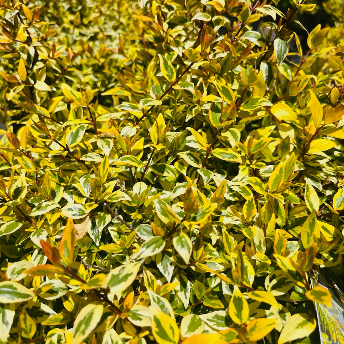 Kaleidoscope Glossy Abelia