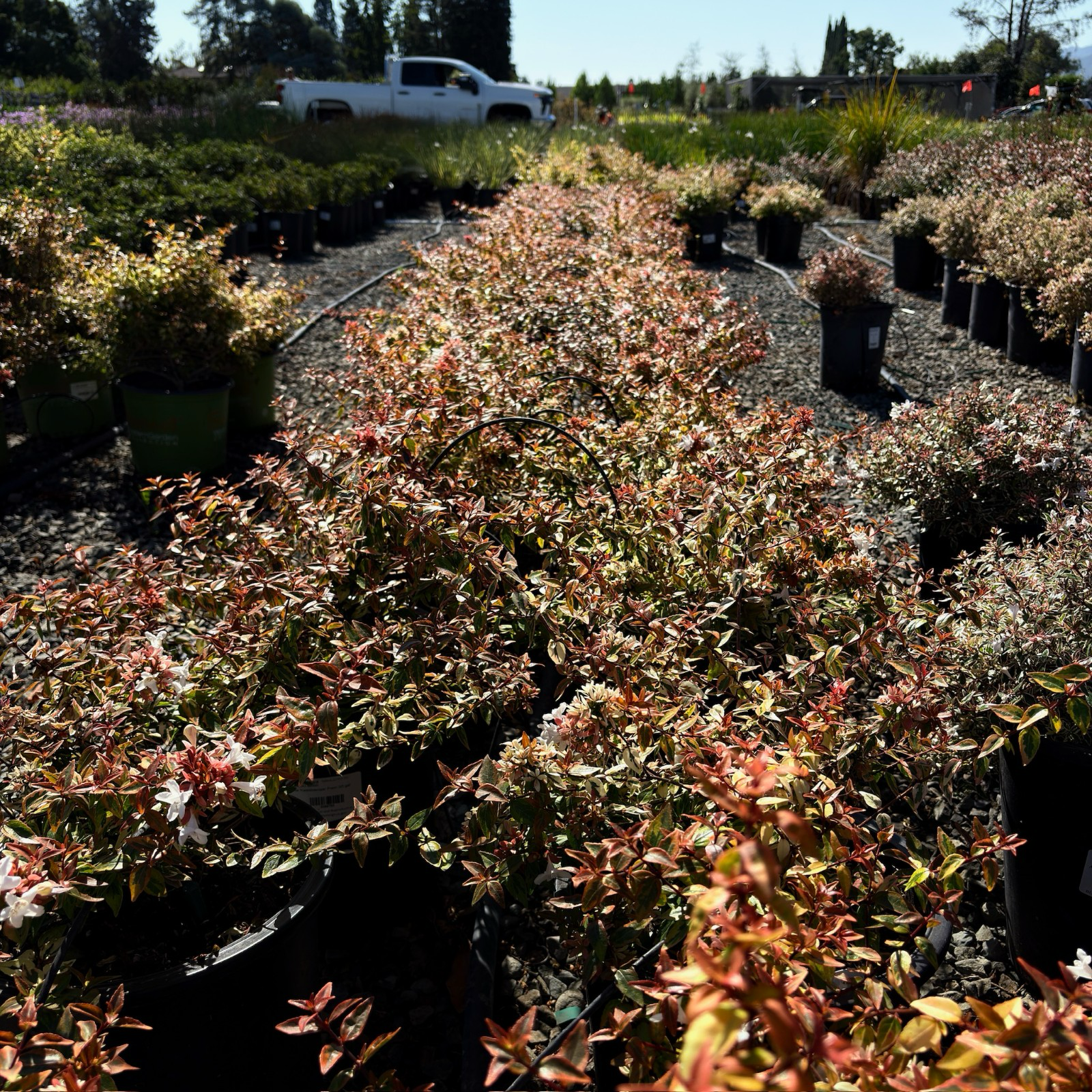 Kaleidoscope Glossy Abelia