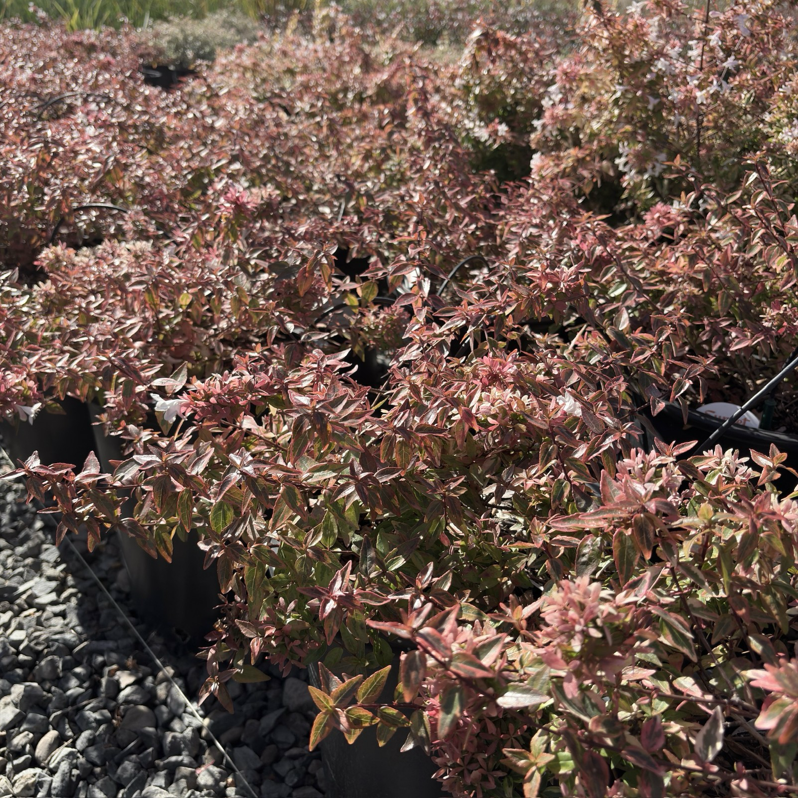 Kaleidoscope Glossy Abelia