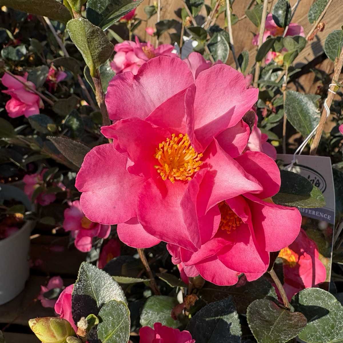 Kanjiro Camellia