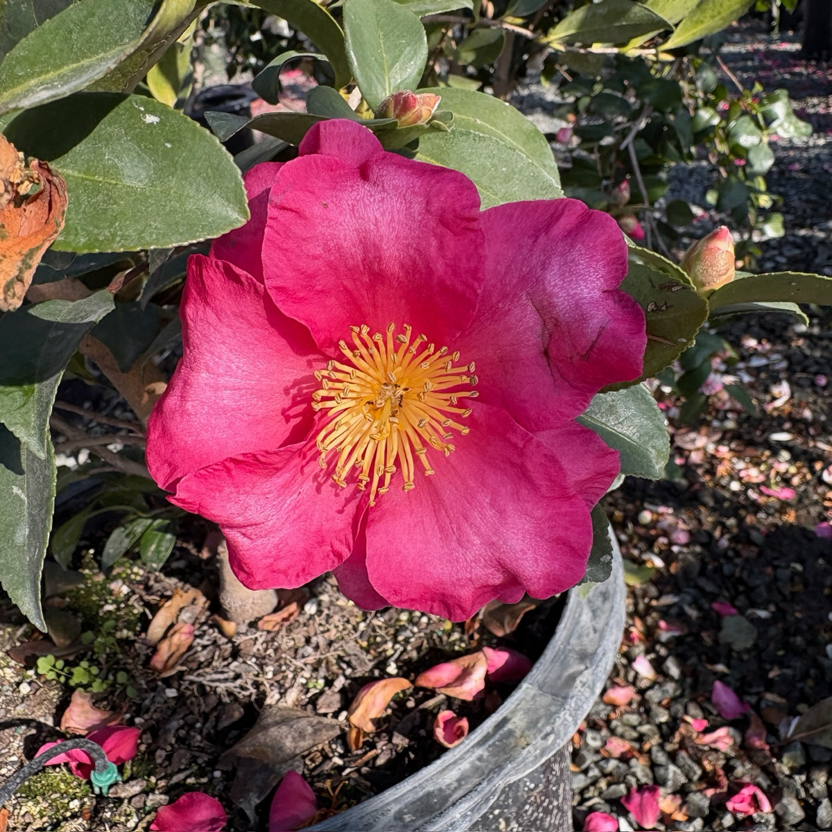 Kanjiro Camellia