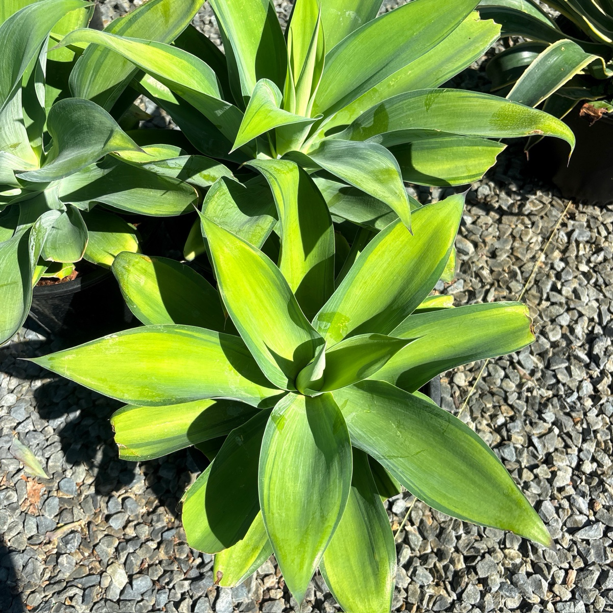 Kara's Stripes  Fox Tail Agave