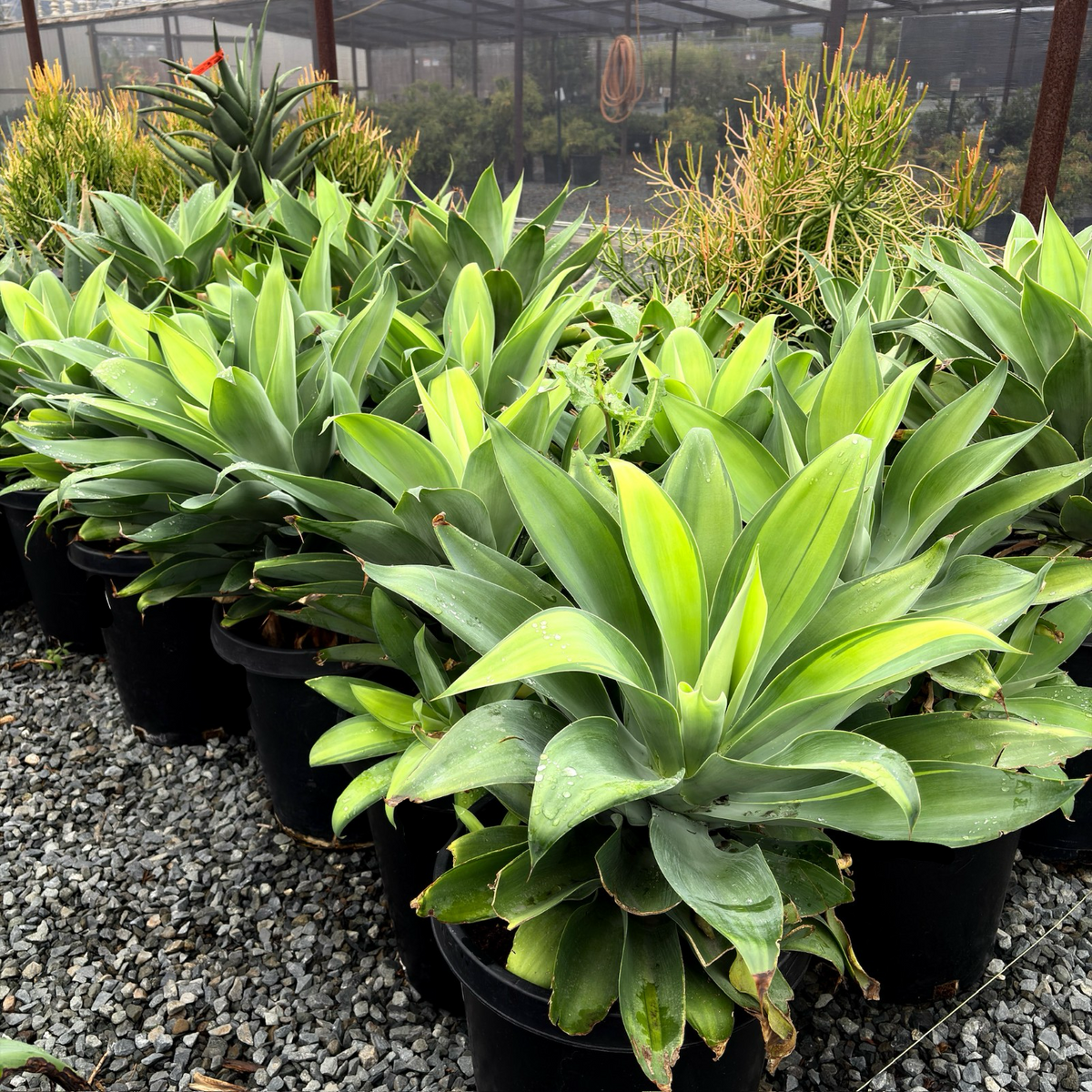 Kara's Stripes  Fox Tail Agave