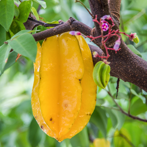 Kari Star Fruit