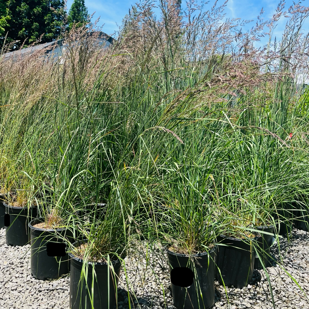 Karl Foerster Feather Reed Grass