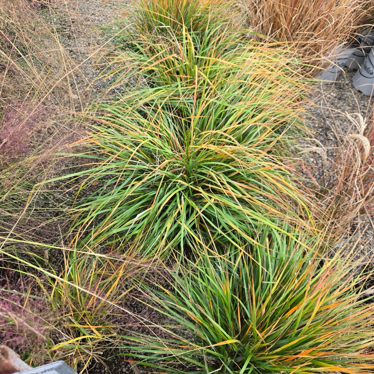 Karl Foerster Feather Reed Grass