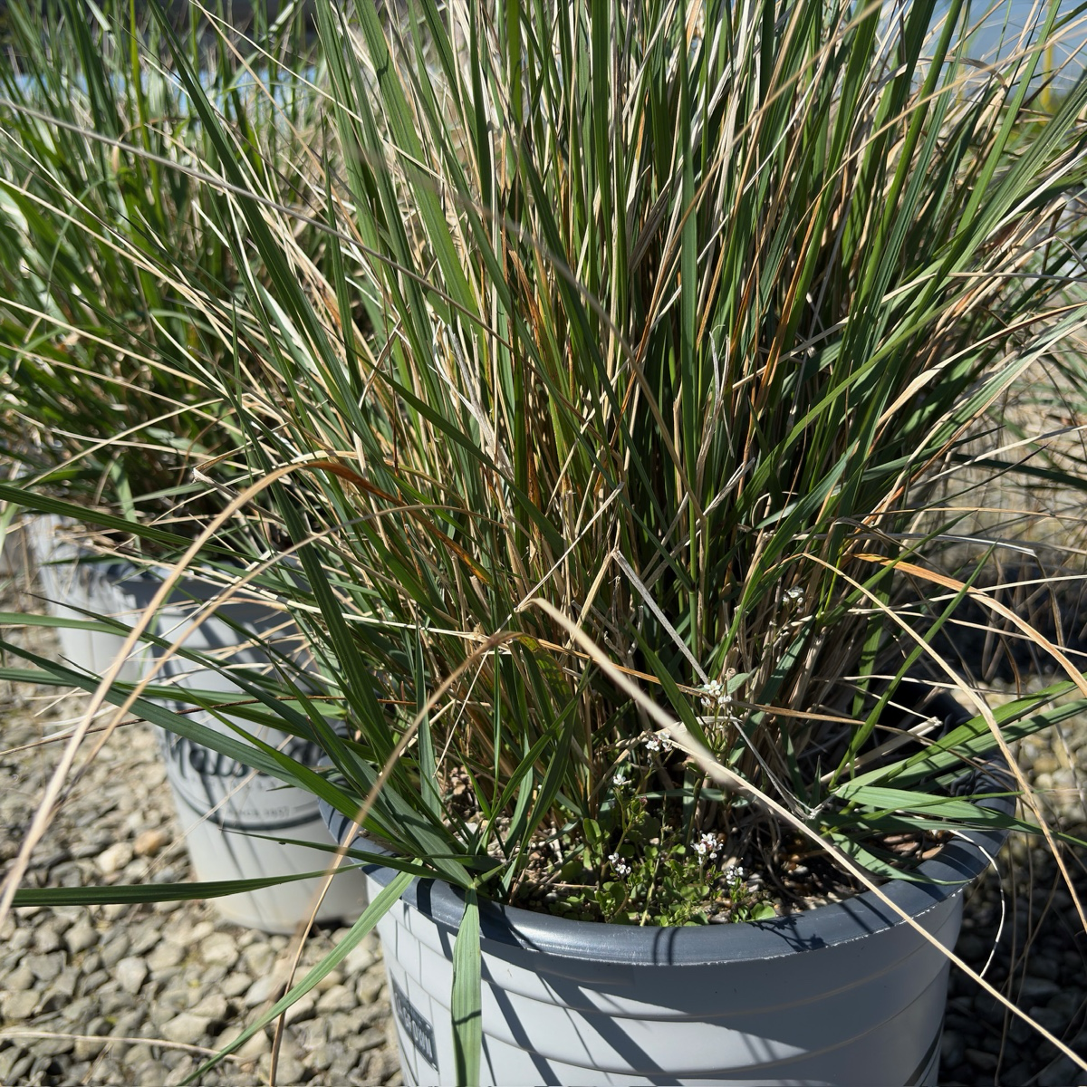 Karl Foerster Feather Reed Grass