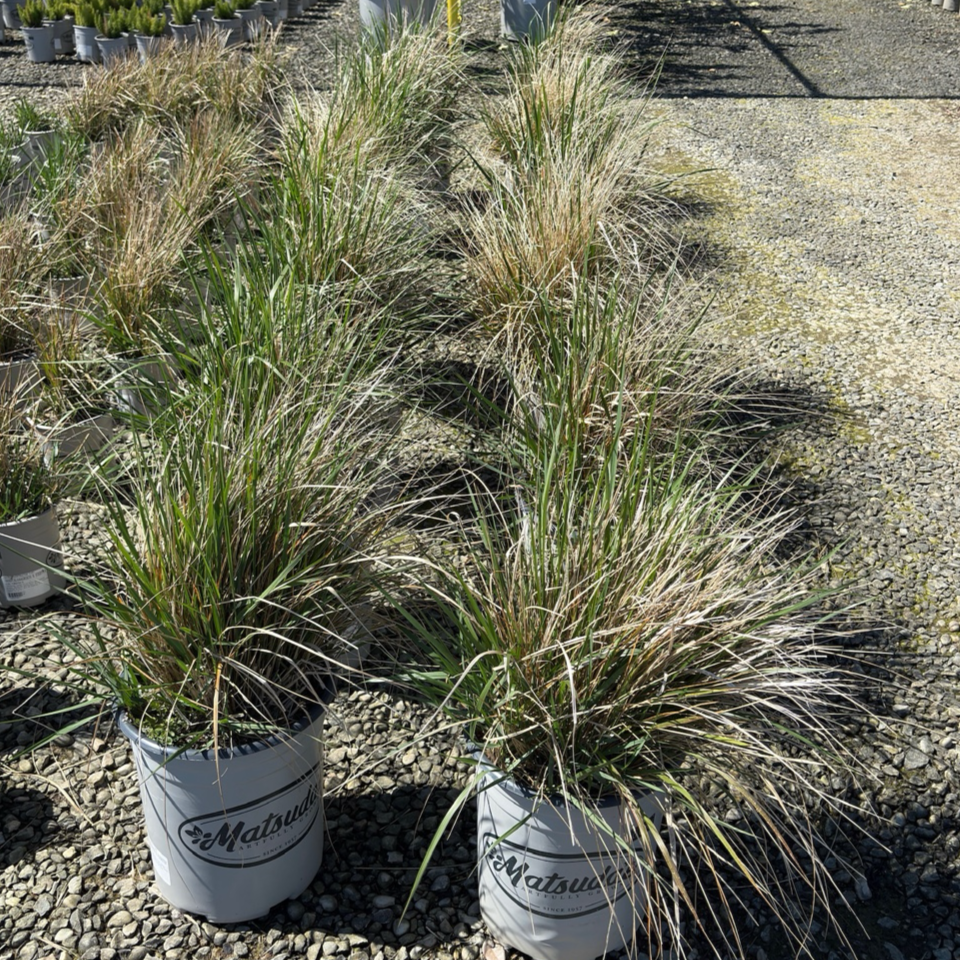 Karl Foerster Feather Reed Grass
