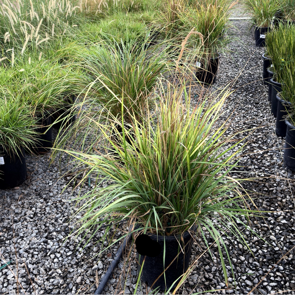 Karl Foerster Feather Reed Grass