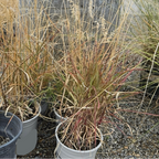 Potted Karley Rose Oriental Fountain Grass in front of a concrete wall