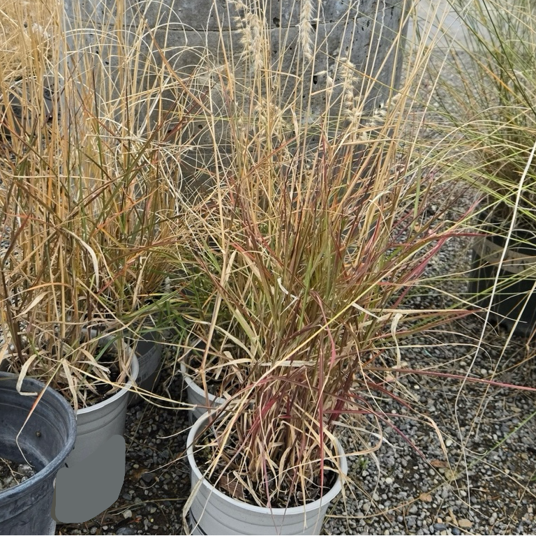 Potted Karley Rose Oriental Fountain Grass in front of a concrete wall