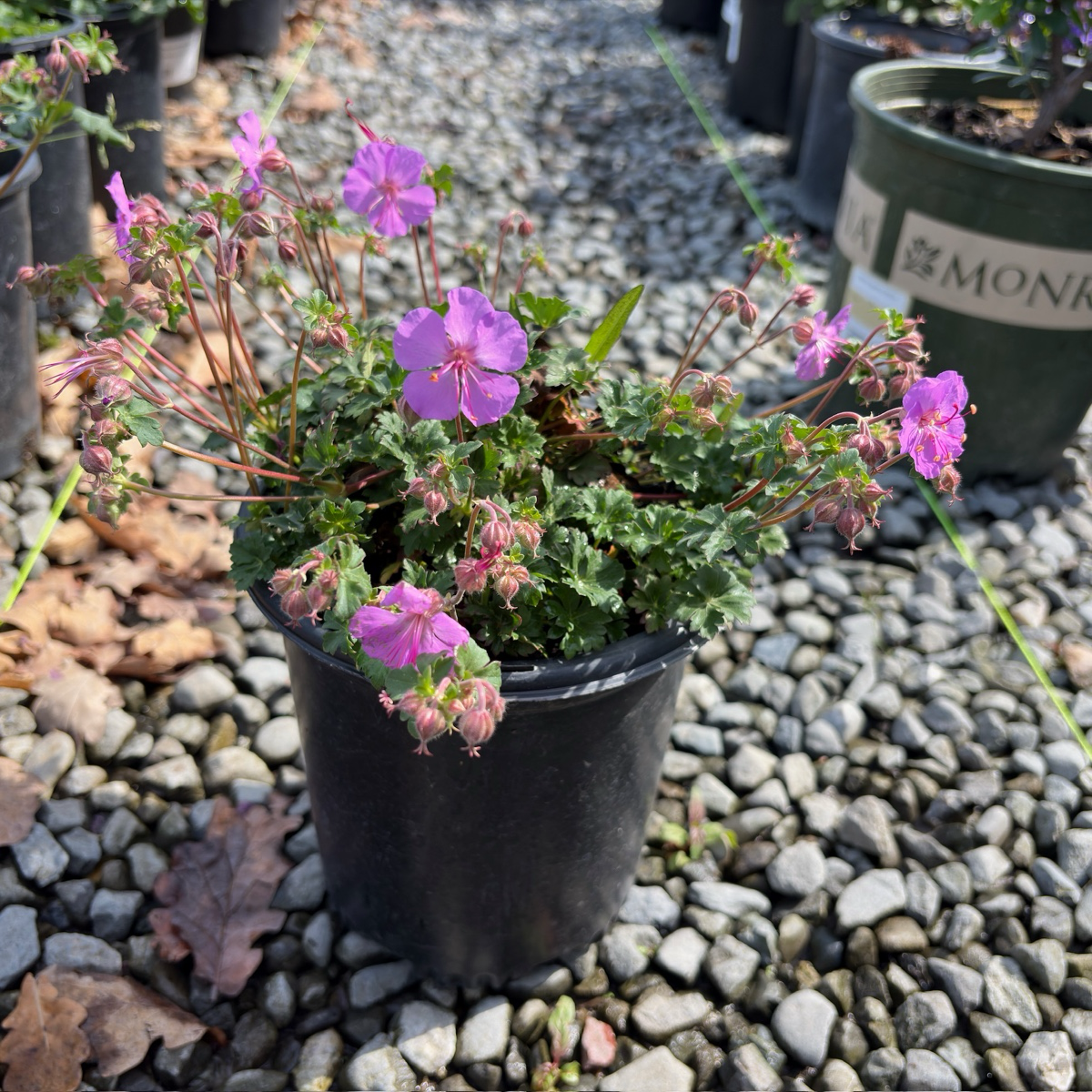Karmina Cranesbill (Geranium x cantabrigiense 'Karmina') | Magenta